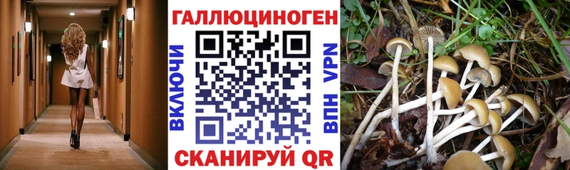 Псилоцибиновые грибы Psilocybine cubensis  omg   Гагарин 